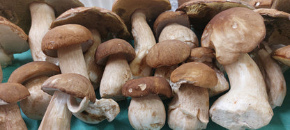 Tortelli ai Funghi Porcini